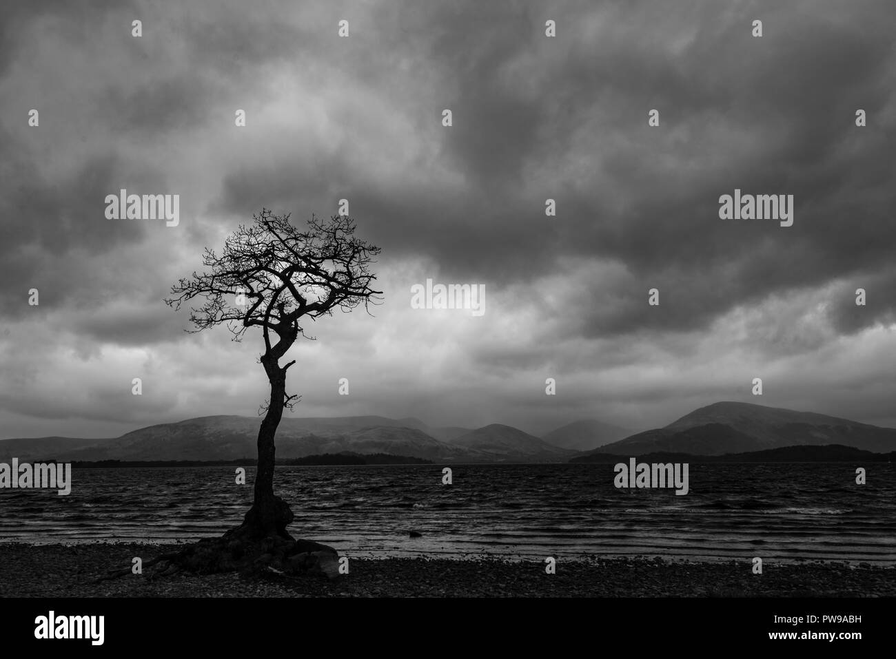 Einsame Trauben-eiche Baum während der Blauen Stunde, millarrochy Bay, Balmaha, Loch Lomond und der Trossachs National Park, stirllingshire, Schottland, Großbritannien Stockfoto