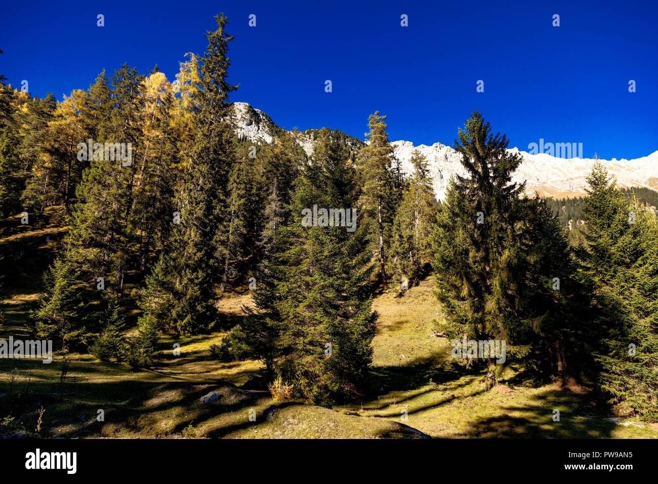 Herbst Wald in eine alpine Landschaft mit Bergen Stockfoto