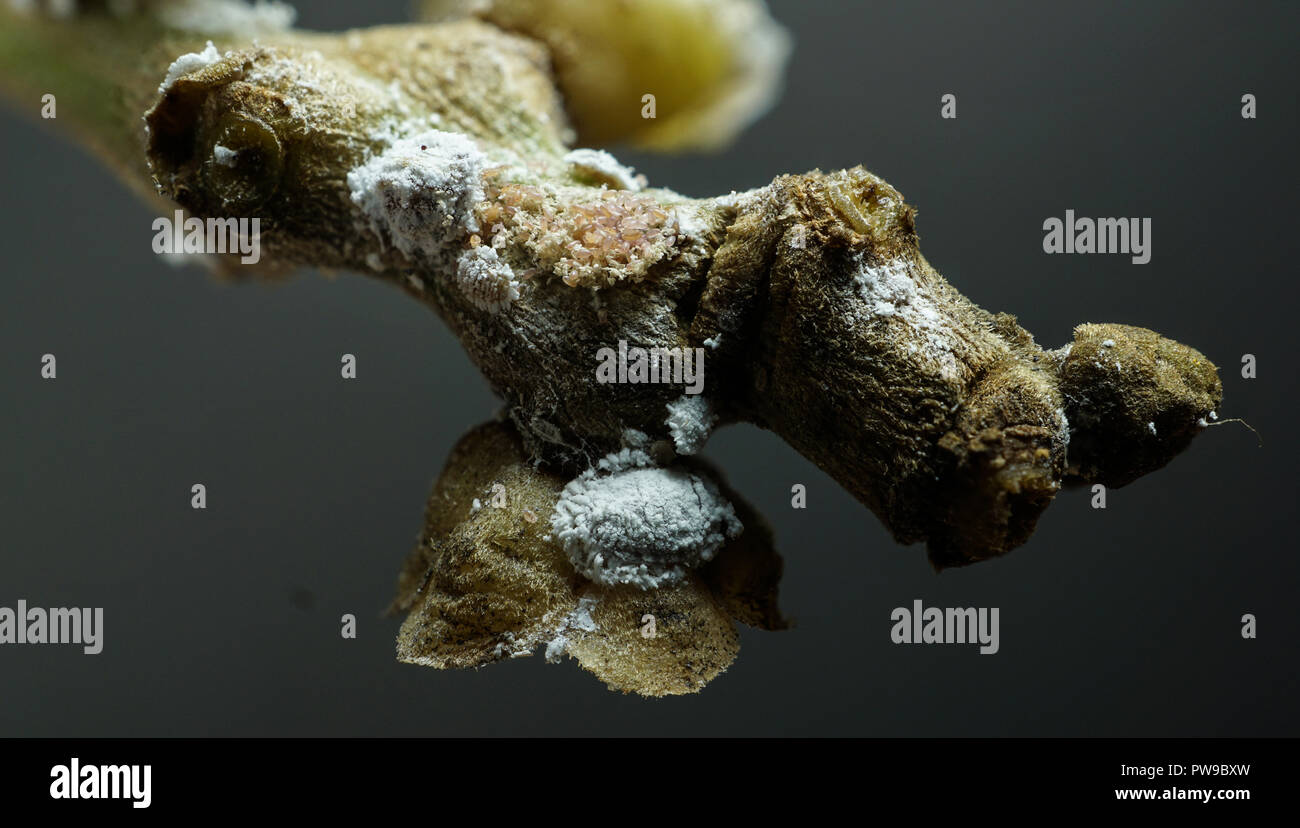 Nahaufnahme mehlig Bug Erwachsenen auf dem Zweig Stockfoto