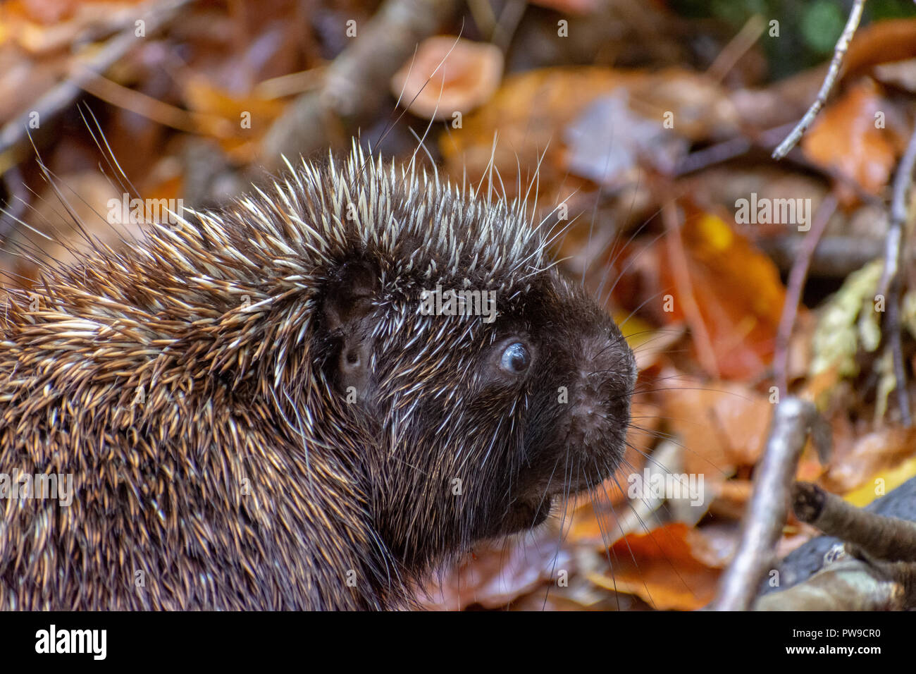 Krümmungsanalyse mit Stacheln Krümmungsanalyse mit Stacheln auf Wanderweg in Williston, Vermont Stockfoto