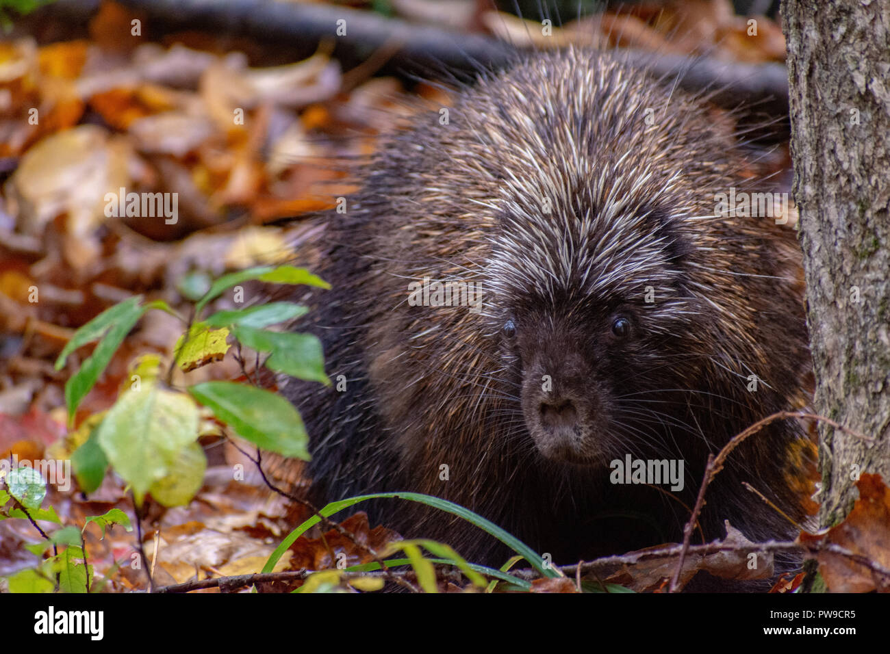Krümmungsanalyse mit Stacheln Krümmungsanalyse mit Stacheln auf Wanderweg in Williston, Vermont Stockfoto