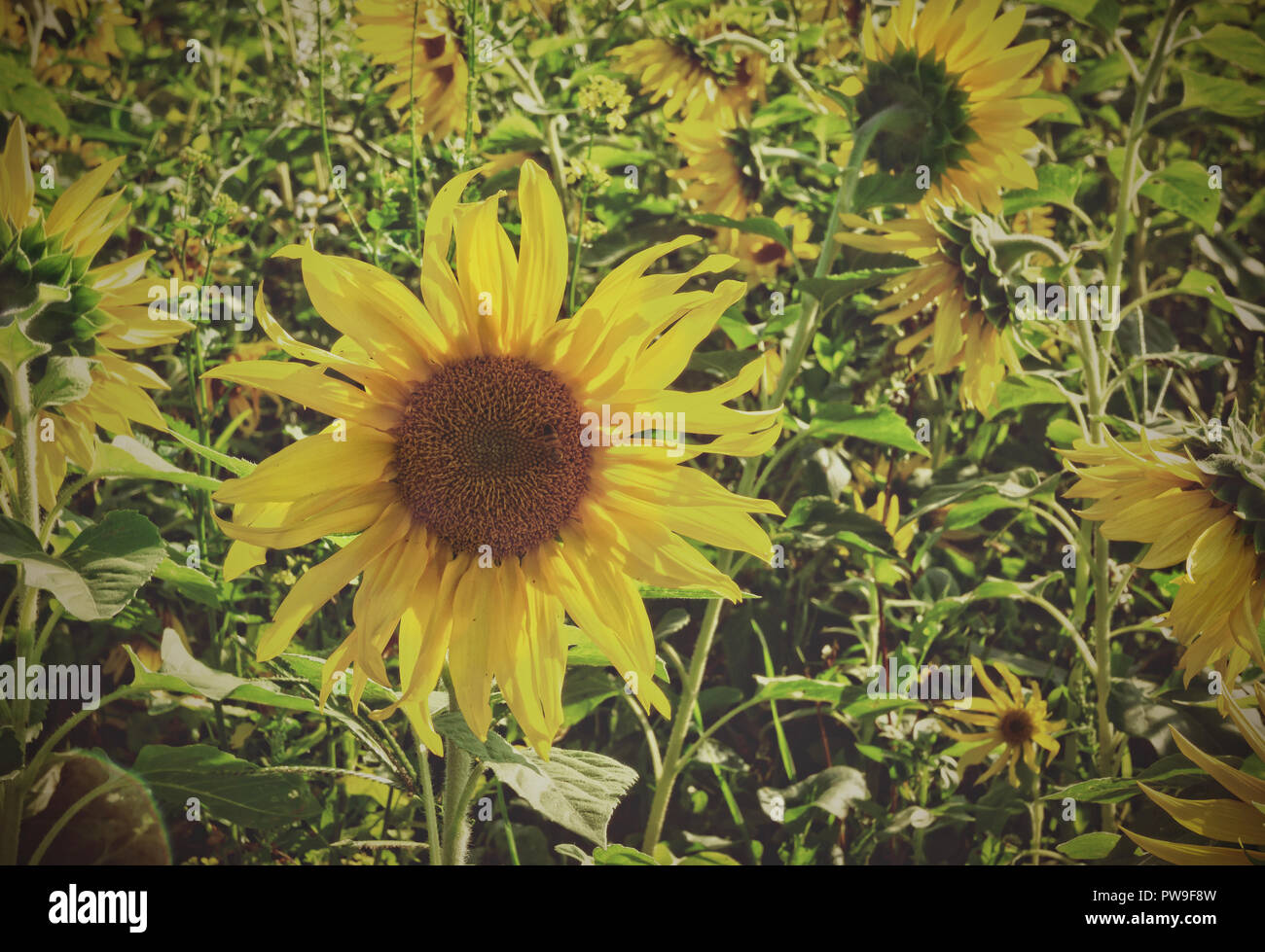 Sonnenblumen im Feld Stockfoto