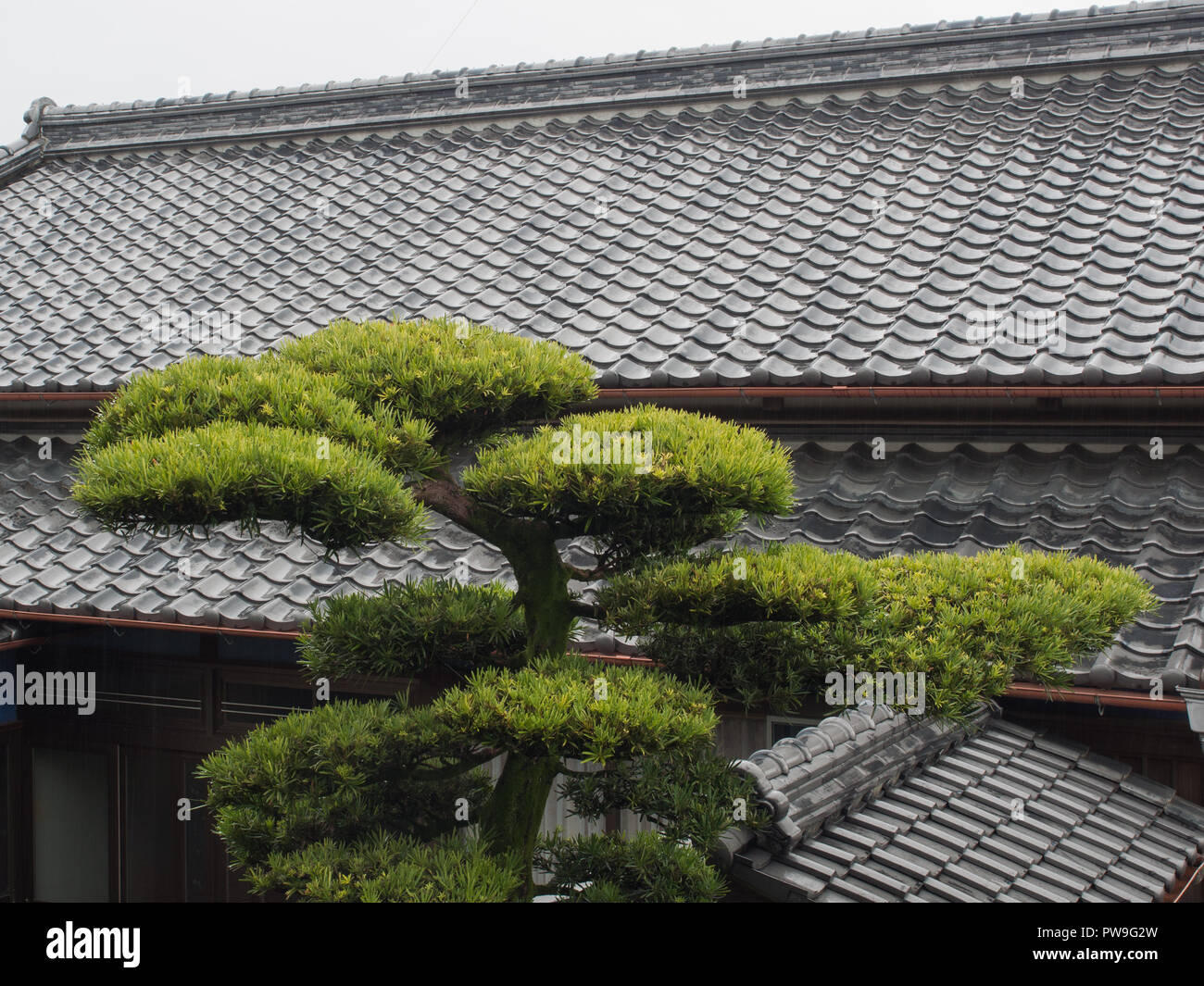 Schimmer des grauen Fliesen Dach und beschnitten geformten Kiefer, traditionellen Japanischen Stil, Konan, Kochi, Shikoku, Japan Stockfoto