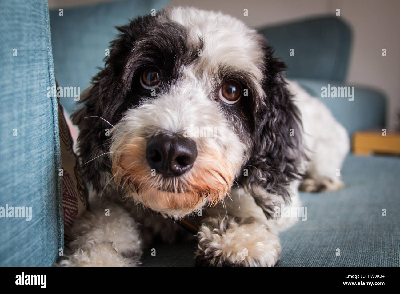 Schwarze und Weiße Cockapoo Stockfoto