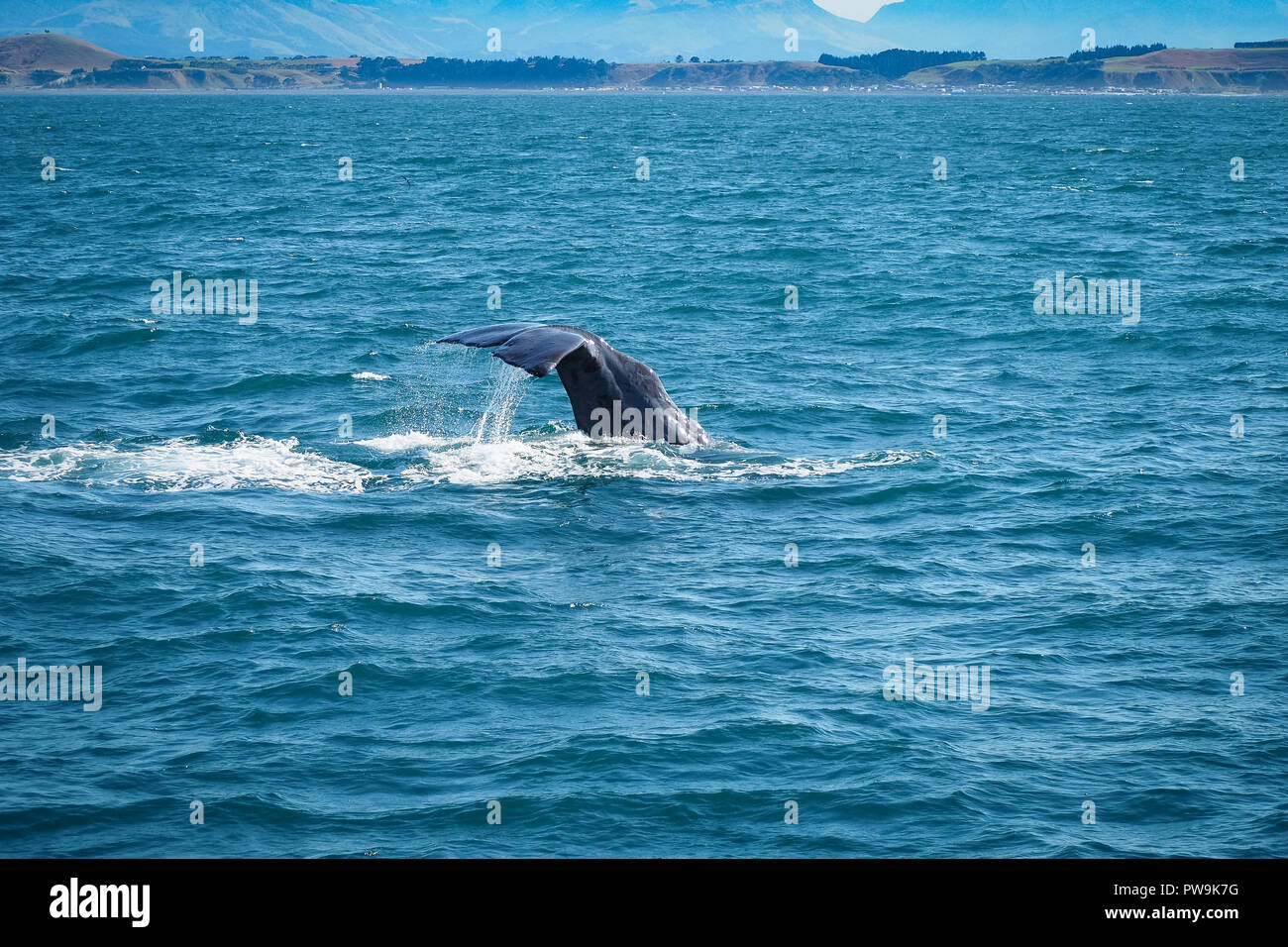 Ein Wal ist das Tauchen und mit seinen großen Schwanz. (Kaikoura, Neuseeland) Stockfoto