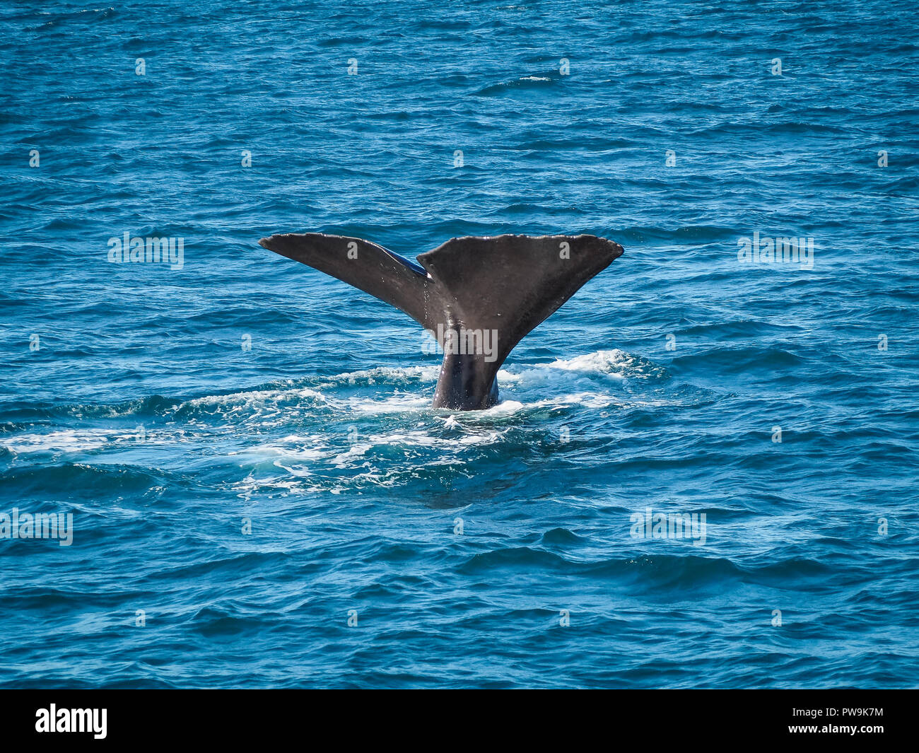 Ein Wal rollt auf die Seite und zeigt seine großen Schwanz. (Kaikoura, Neuseeland) Stockfoto