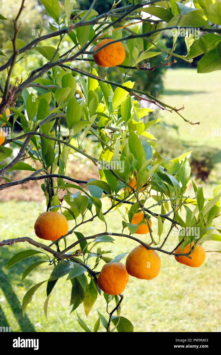 Citrus reticulata Clemenules Obst reift am Baum im Sommer Stockfoto
