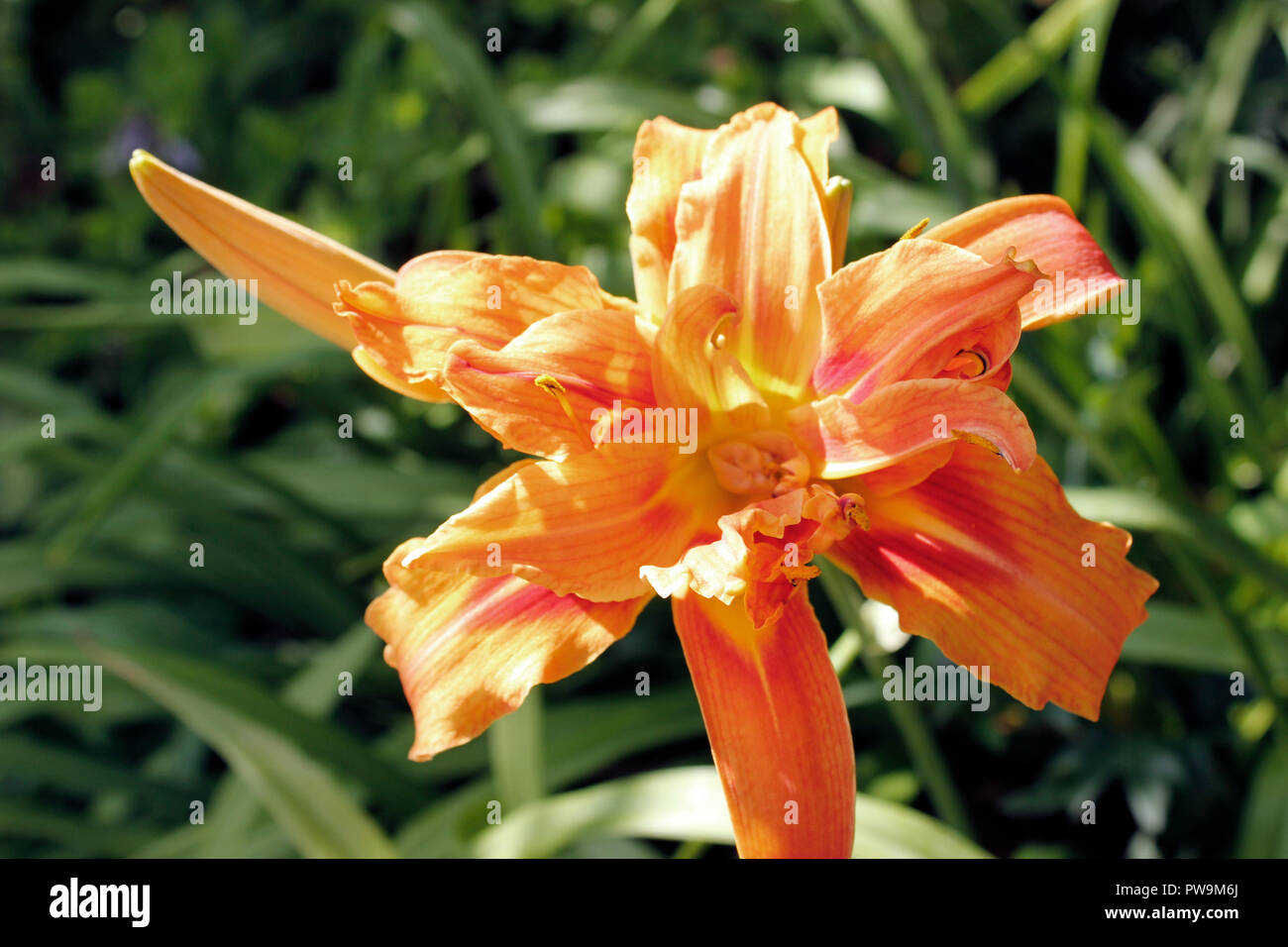 Blume des Daylily - Hemerocallis fulva Öffnen Stockfoto