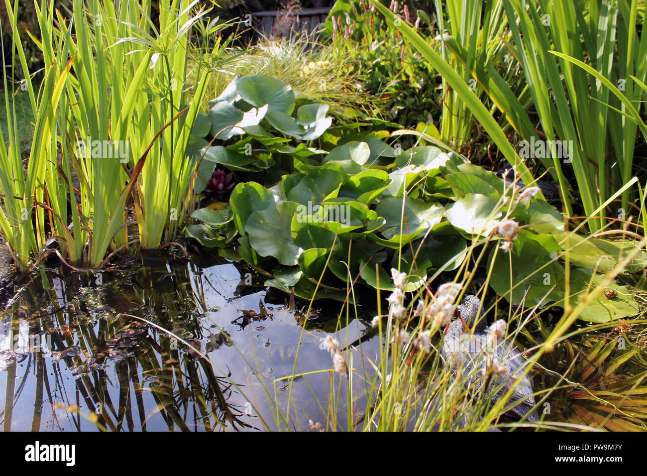 Kühler schatten am teich Fotos und Bildmaterial in hoher Auflösung
