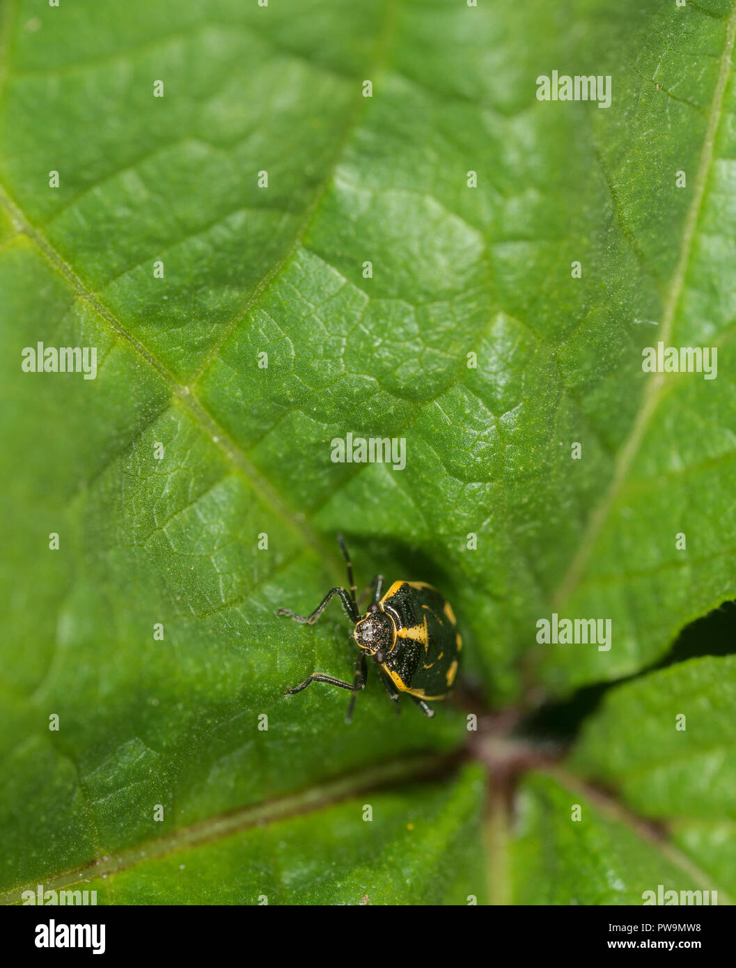 Shieldbug Nymphe auf einem grünen Blatt Stockfoto