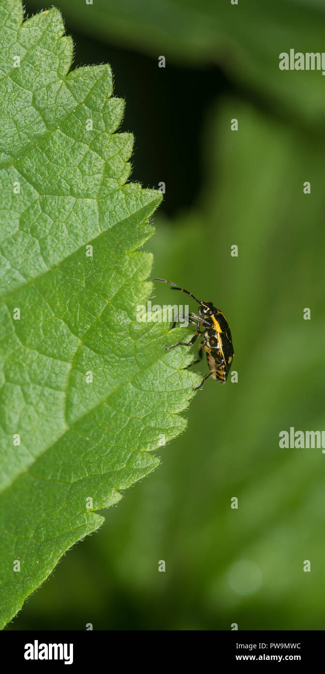 Shieldbug Nymphe auf einem grünen Blatt Stockfoto