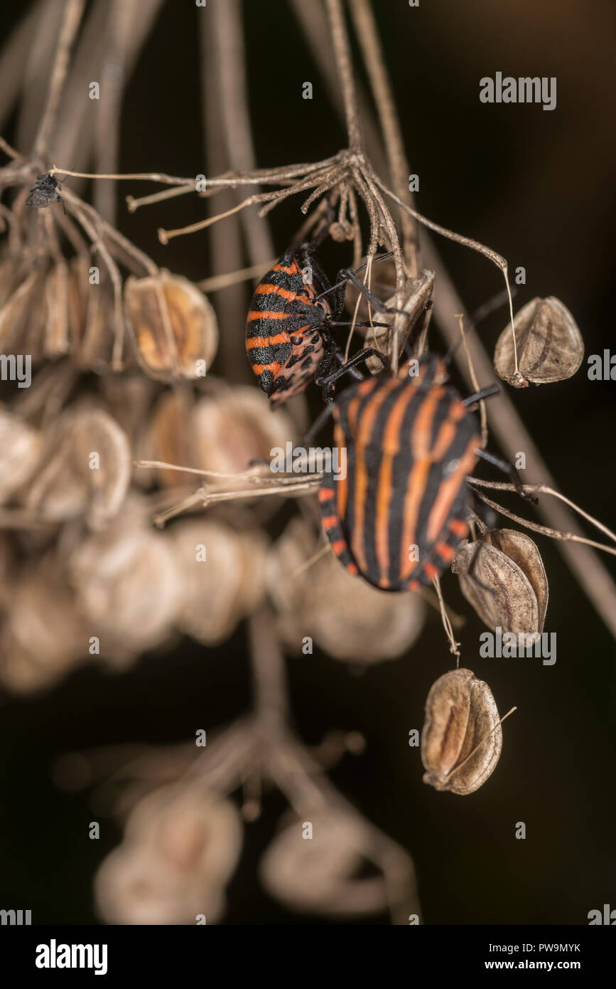 Gesäumt von shieldbug auf einer Blume Stockfoto