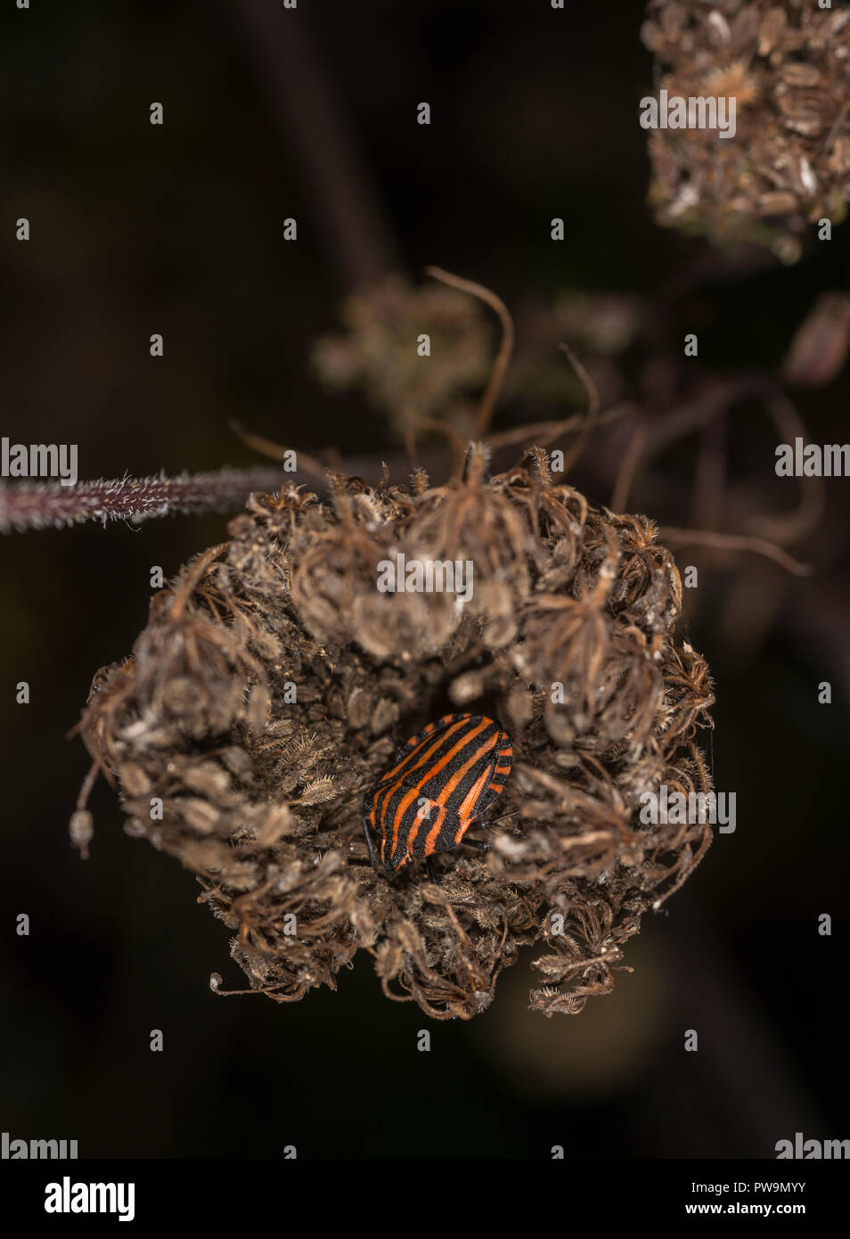 Gesäumt von shieldbug auf einer Blume Stockfoto