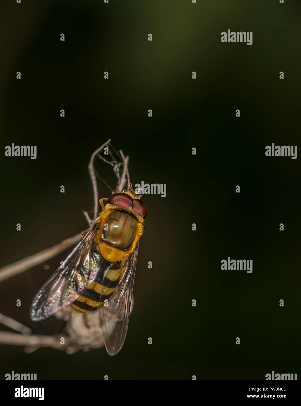 Hoverfly auf einem Stick Stockfoto