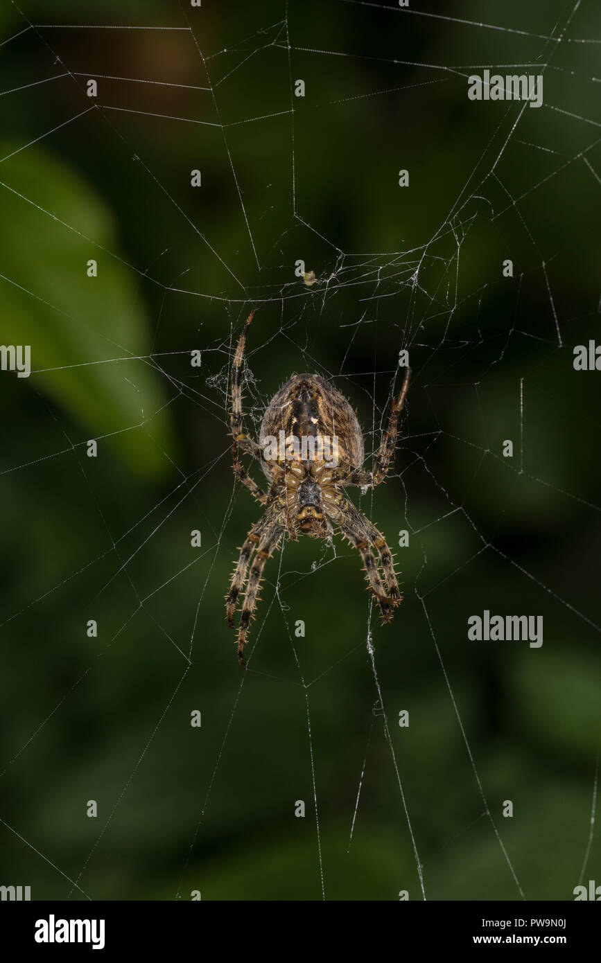 Die Spinne sitzt in seiner Web Stockfoto