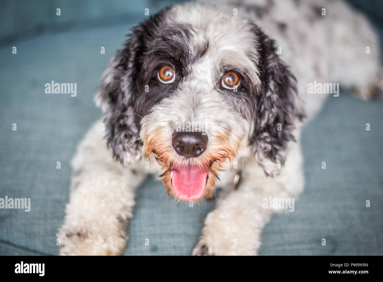 Schwarze und Weiße Cockapoo Stockfoto