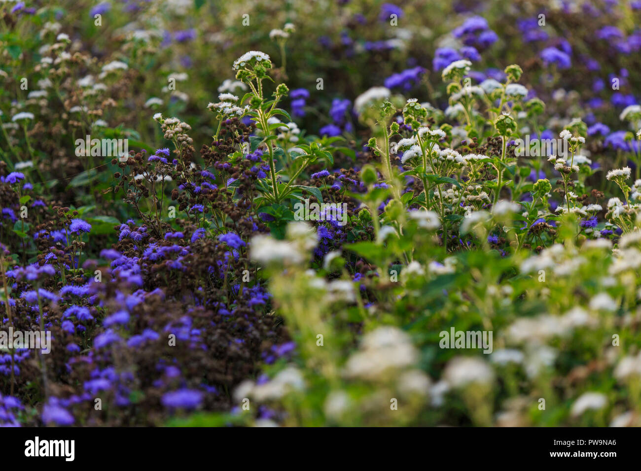 Weißen und violetten Blüten in goldenes Sonnenlicht Stockfoto