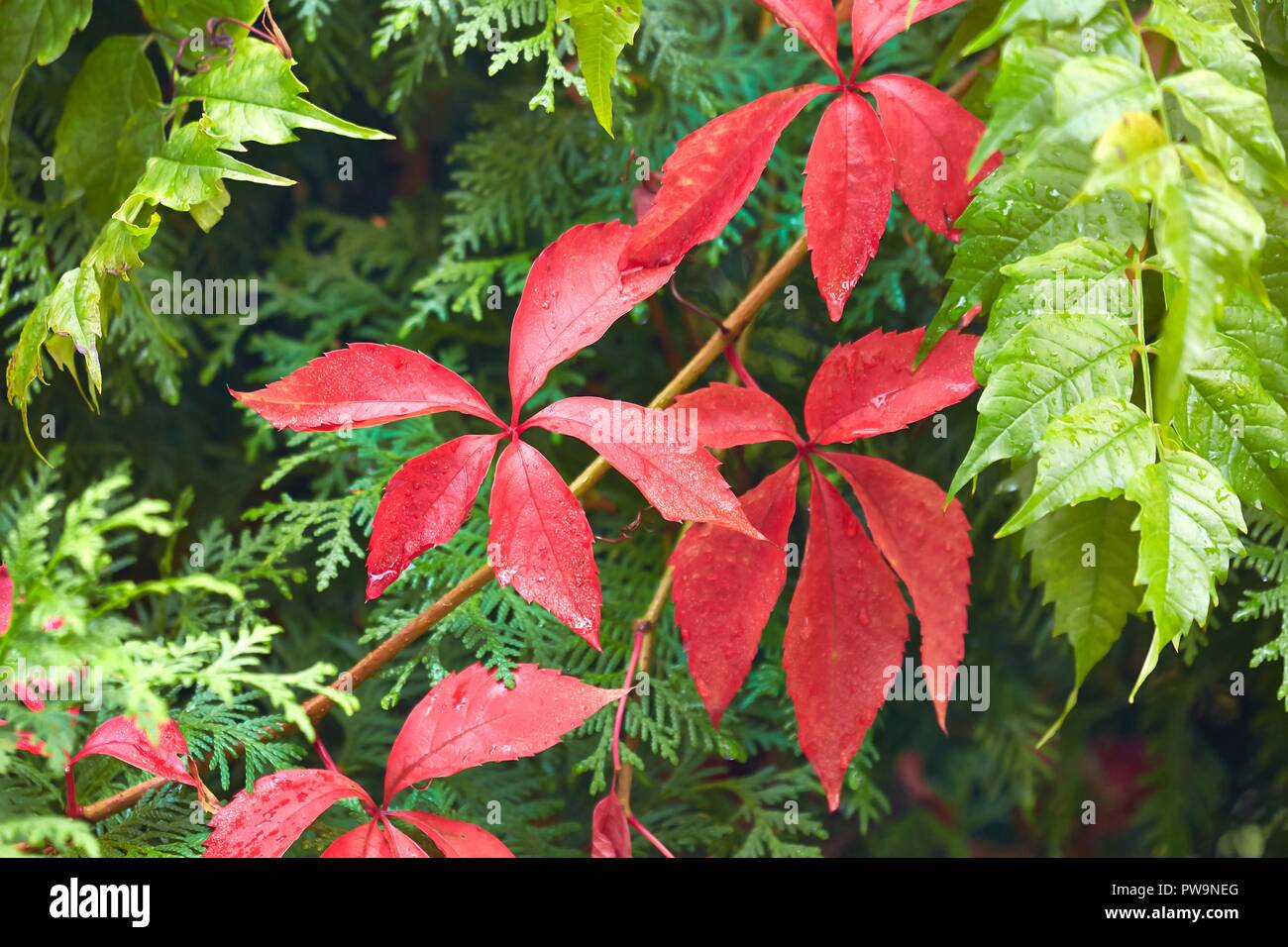 Rote Blätter ofa Kletterpflanze Stockfotografie Alamy