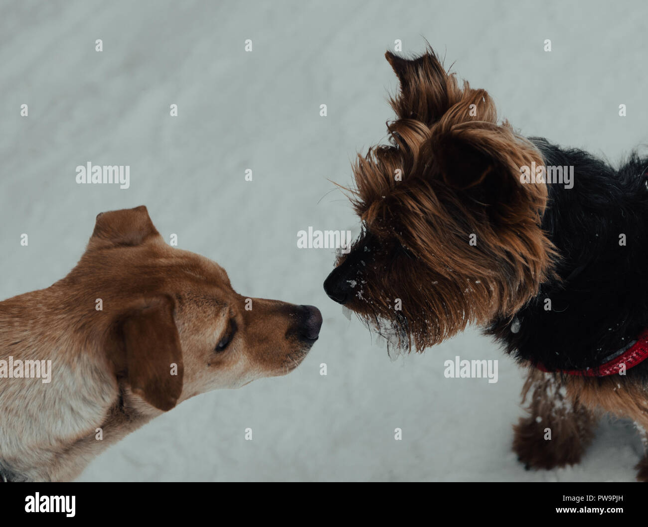 Zwei Hunde im Schnee küssen Stockfoto