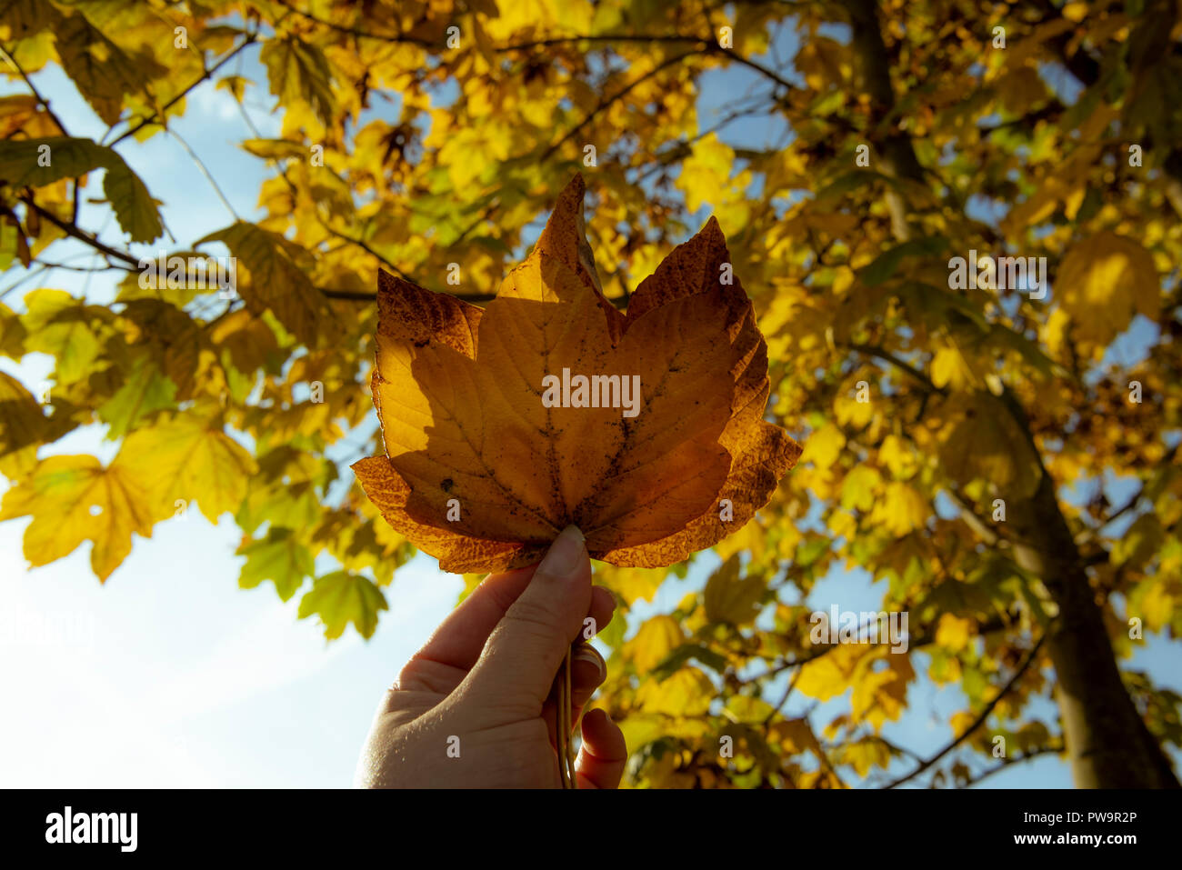 Schließen oben mit der Hand einer Frau mit zwei Herbstliche Blätter, unter dem blauen Himmel und die Zweige von ein maulbeerfeigenbaum Stockfoto