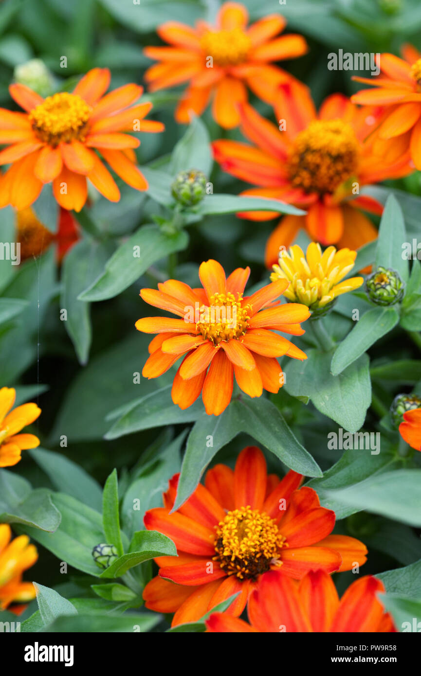 Zahara de los Atunes Zinnia 'Feuer' Blumen. Stockfoto