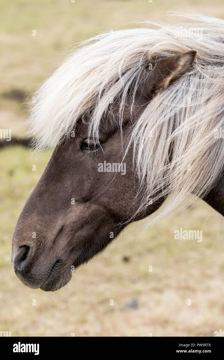 Nach isländische Pferd, Equus ferus caballus, auf einem Bauernhof auf der Halbinsel Snaefellsnes, Island Stockfoto