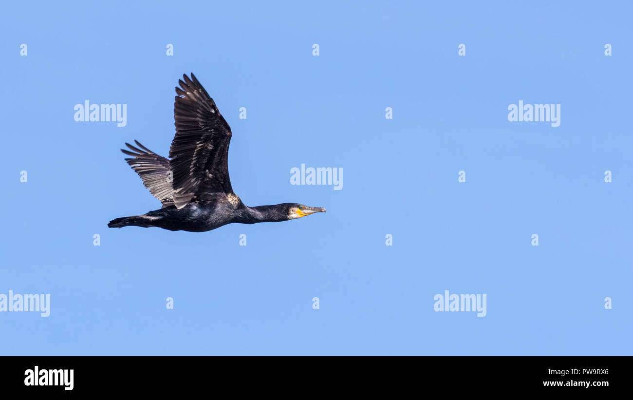 Erwachsene Europäische shag oder gemeinsamen Shag, Phalacrocorax Aristotelis, im Flug in der Nähe von Stykkishhólmur, Island Stockfoto