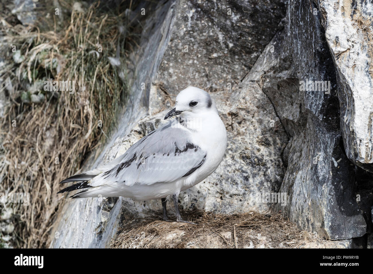 Schwarz-legged Dreizehenmöwe Küken, Rissa tridactyla, auf Nest in der Nähe von StykkishhÃ³lmur auf der Am¦fellsnes Halbinsel, Island Stockfoto