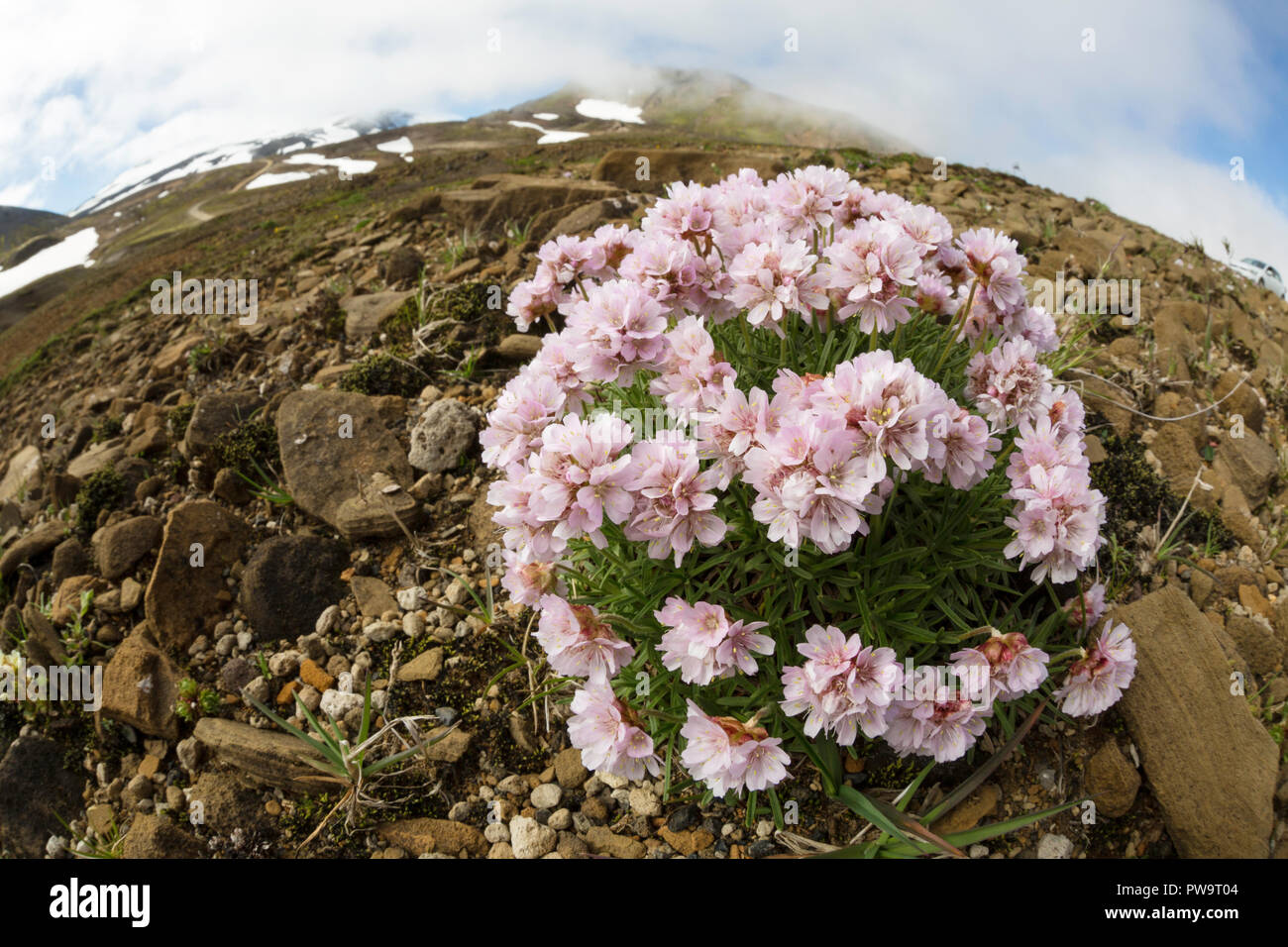Arktische Blumen in voller Blüte an der Basis der Snæfellsjökull, Snaefellsnes Nationalpark, Halbinsel Snaefellsnes, Island Stockfoto