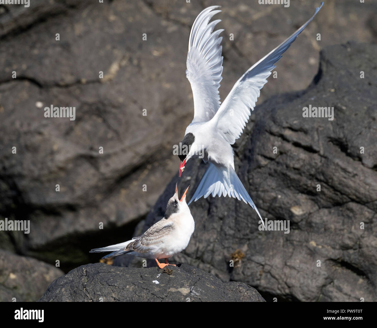 Küstenseeschwalbe (Sterna Paradisaea), Rückkehr mit Fisch für ihre Küken, Insel Flatey, Island Stockfoto