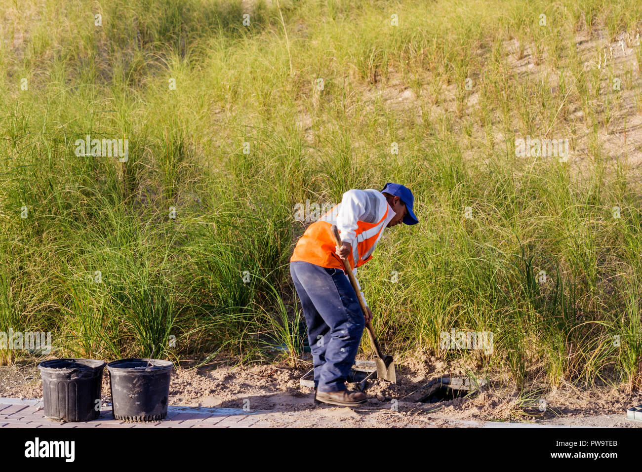 Miami Beach Florida, South Pointe Park, Point, Sand, öffentlich, Strand, Düne, Gras, hispanischer Mann Männer Erwachsene Männer, Arbeiter, Arbeiter, arbeiten, arbeiten, Pflanzen, schieben Stockfoto