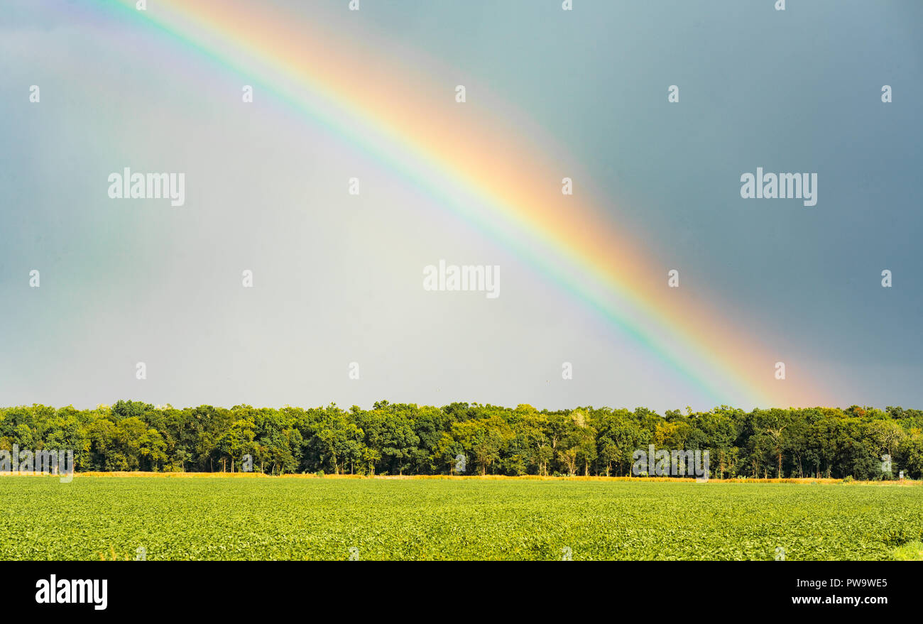 Eine intensive voller Farbe Regenbogen erscheint über ein Louisiana Bauernhof Feld Stockfoto