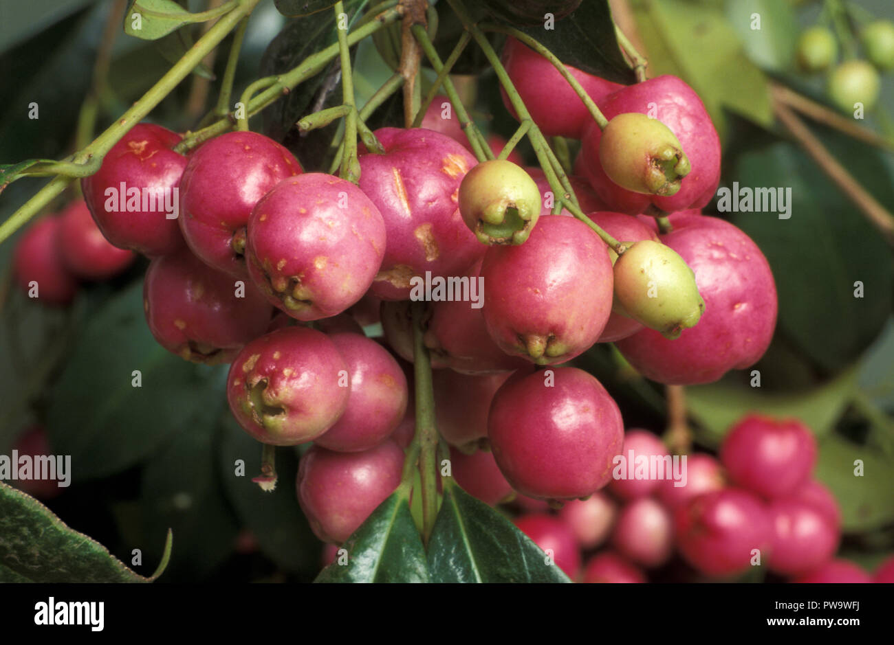 BÜRSTE KIRSCHEN (SYZYGIUM AUSTRALE SYN PANICULATUM, EUGENIA AUSTRALIS), AUCH BEKANNT ALS PEELING ODER MAGENTA CHERRY Stockfoto