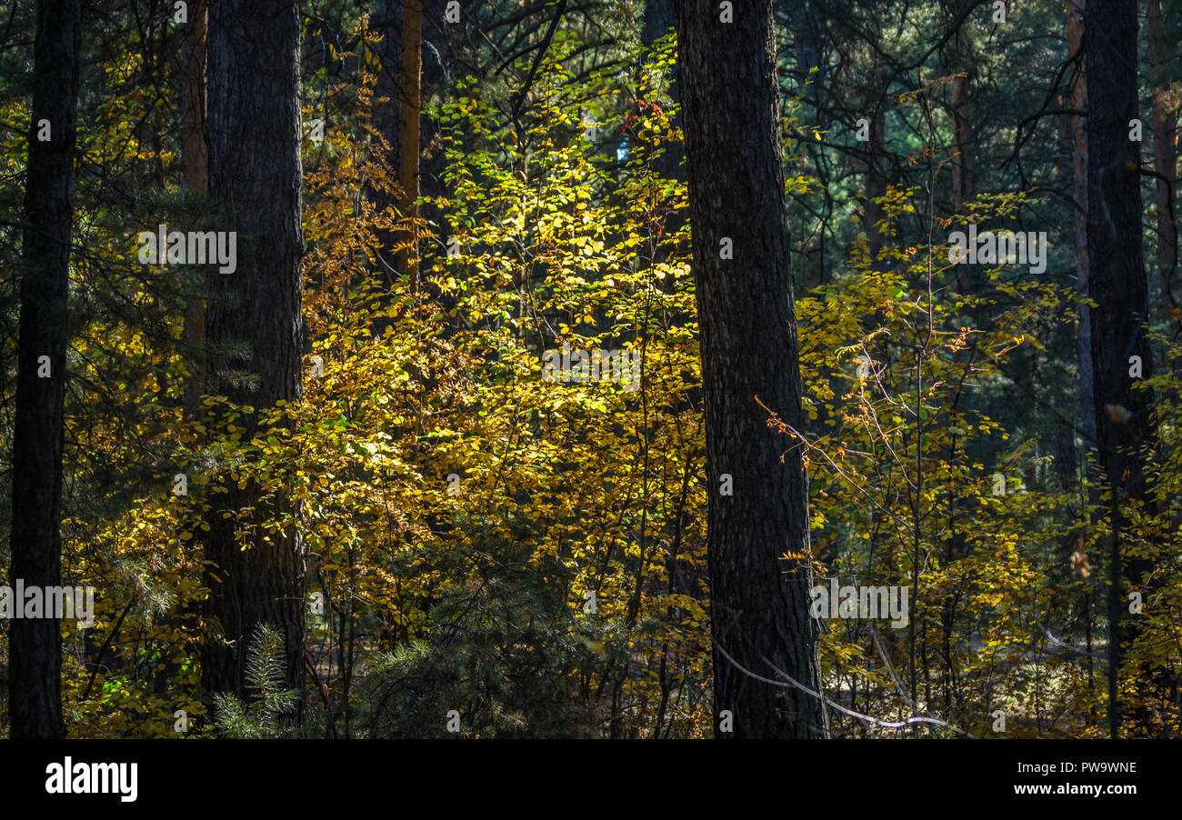 Licht der Hoffnung Konzept: leuchtende Blätter im Sonnenlicht in eine dunkle Geheimnisvolle Fantasy Forest. Herbst, Herbst buntes Laub Stockfoto