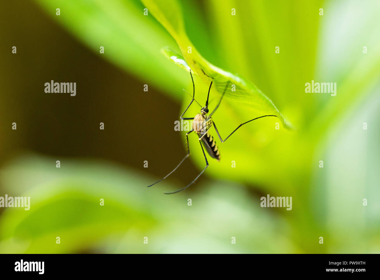 Makrofoto einer grünen männlichen Mücke, die morgens unter einem Blatt ruht. Stockfoto