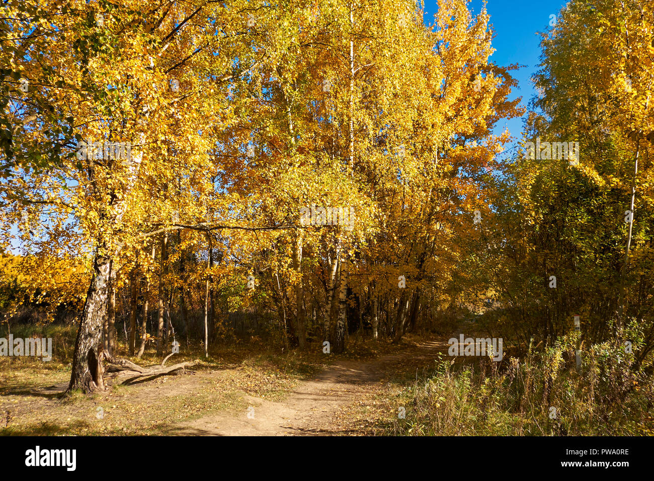 Bäume mit goldgelben Laub im Herbst. Bitsa Bitsevski Park (Park), Moskau, Russland. Stockfoto