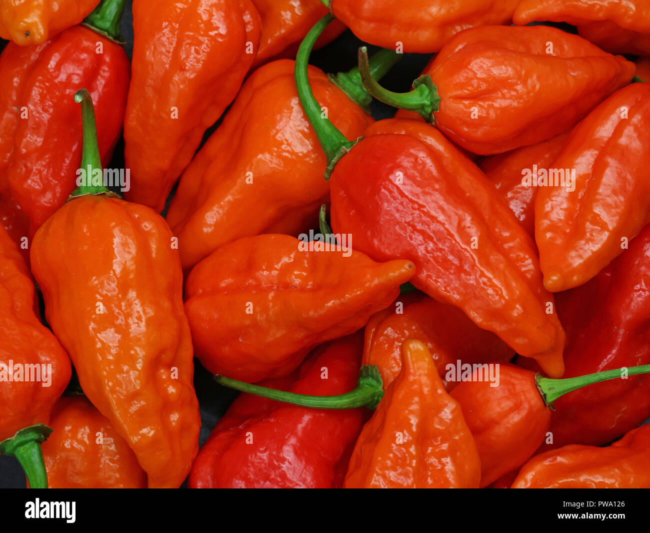 Nahaufnahme der chili peppers, Bhut Jolokia, die heißesten Pfeffer in der Welt Stockfoto