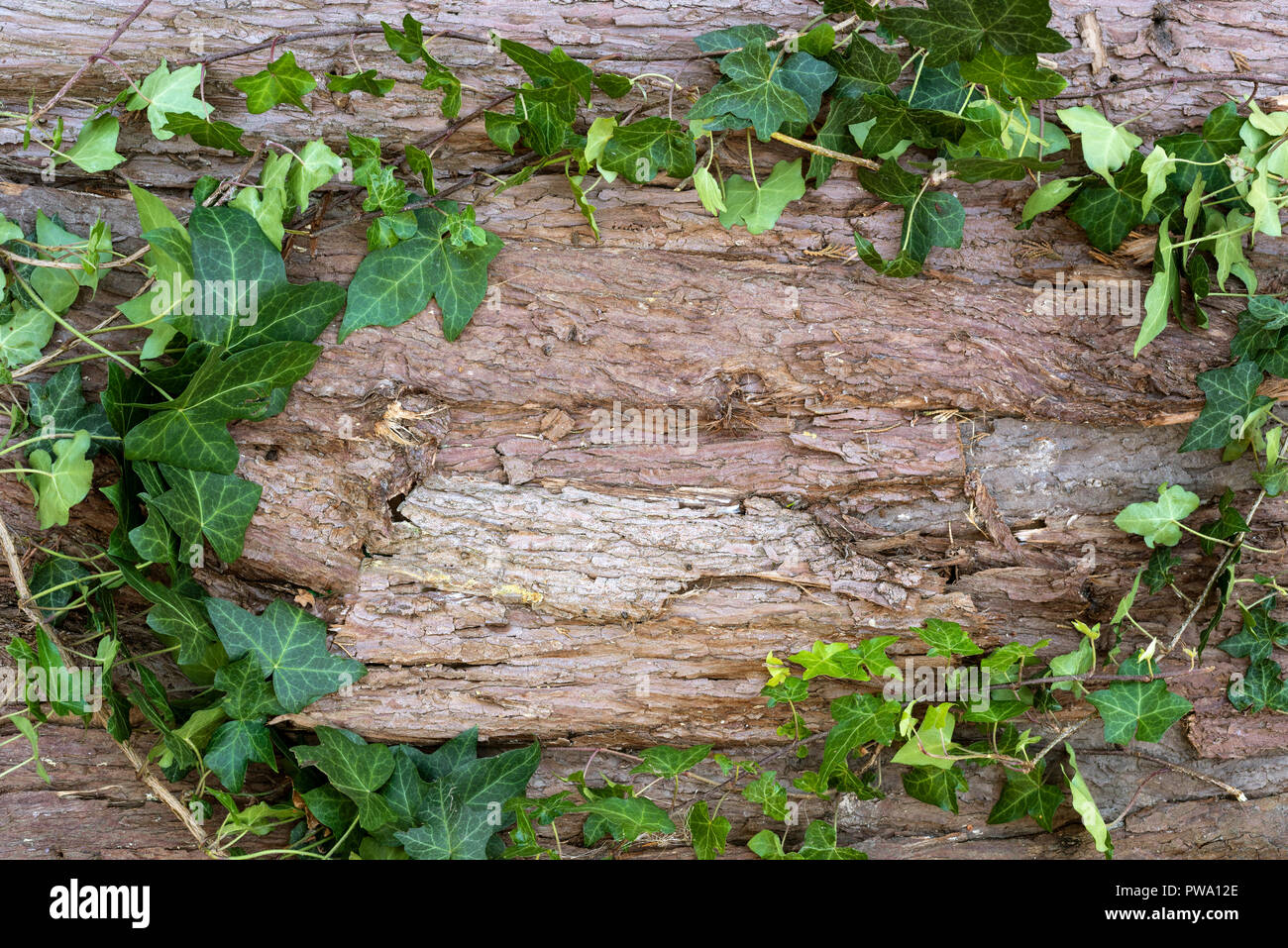 Baumrinde mit Efeu bilden ein ovaler Rahmen über die Maserung des Holzes. Stockfoto
