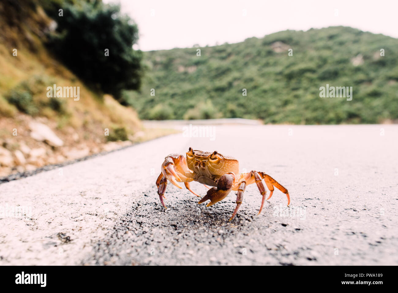 Nahaufnahme, Fotografie, Orange und Weiß Krabbe in der Natur mit Blear Hintergrund, Bokeh Stockfoto