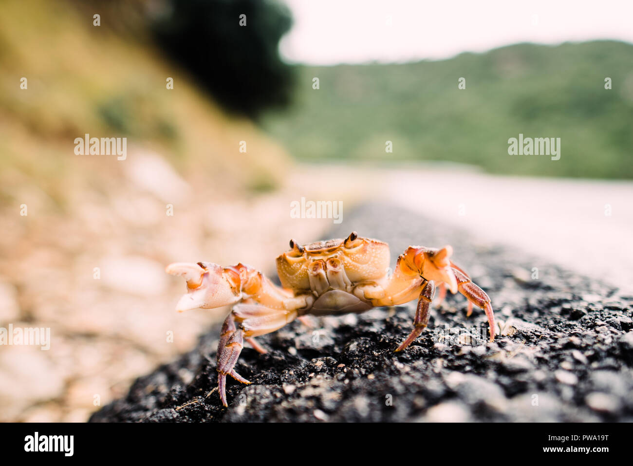 Nahaufnahme, Fotografie, Orange und Weiß Krabbe in der Natur mit Blear Hintergrund, Bokeh Stockfoto