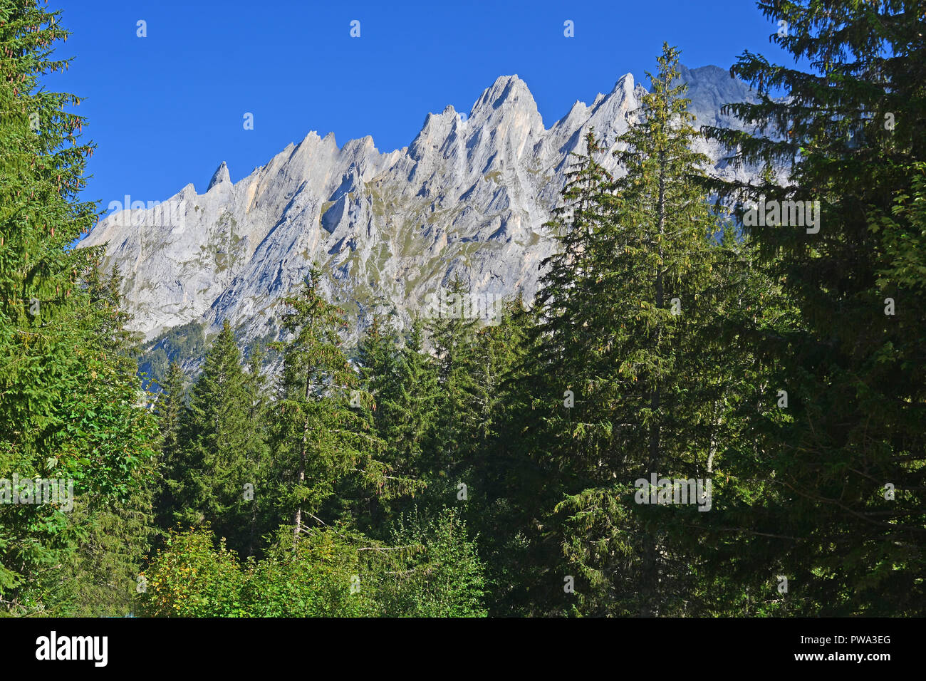 Blick auf das Engelhorn Bergen oberhalb von Grindelwald im Berner Oberland, Schweiz von Pinien umrahmt Stockfoto