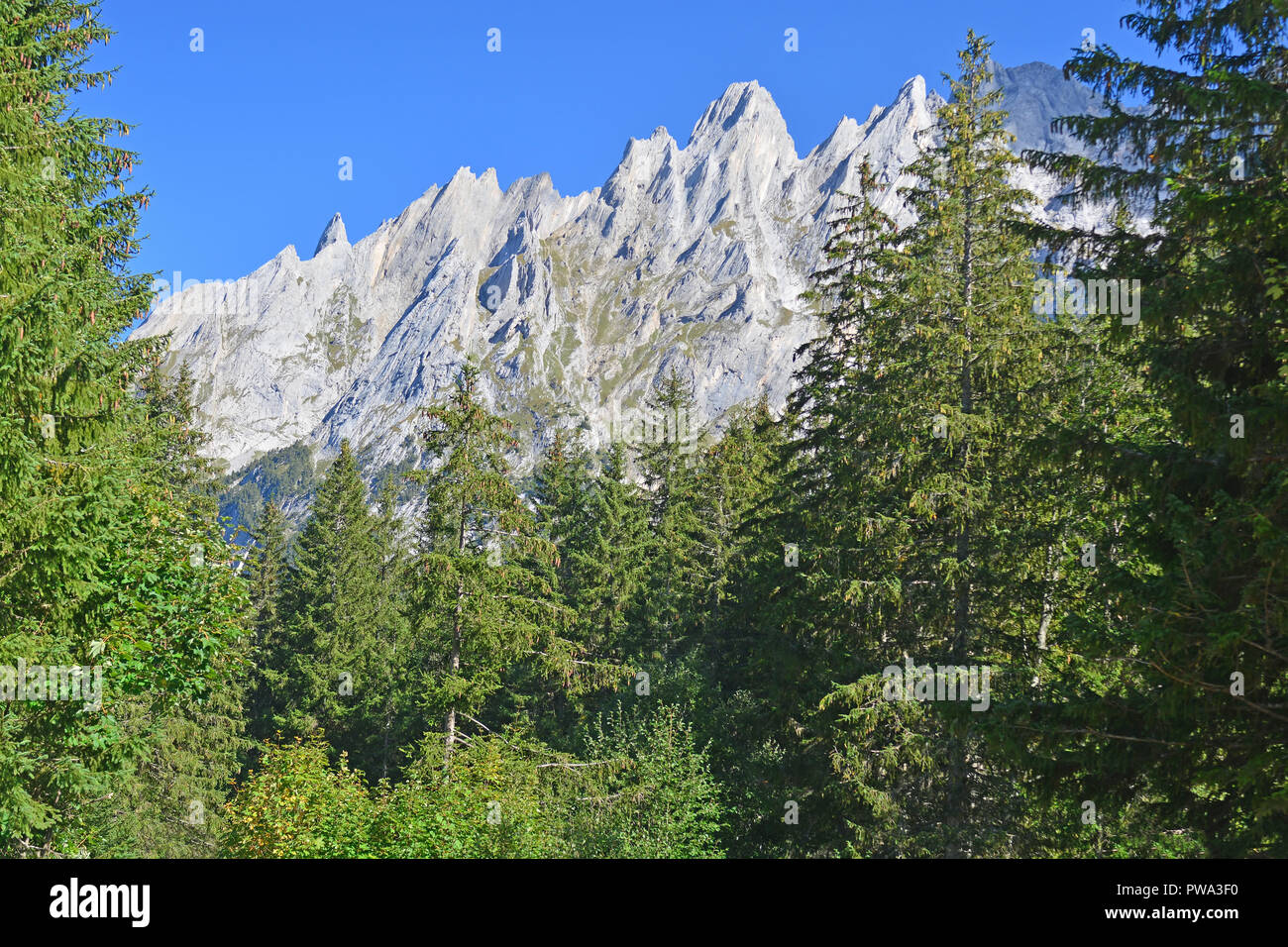 Blick auf das Engelhorn Bergen oberhalb von Grindelwald im Berner Oberland, Schweiz von Pinien umrahmt Stockfoto