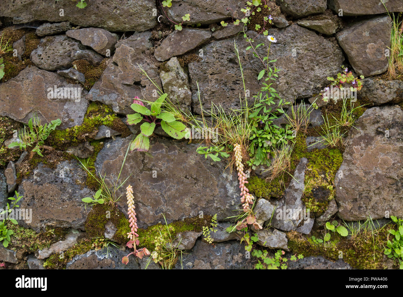 Wand aus Stücke der Steine mit grosse Auswahl an eine wild wachsende Pflanzen unter ihnen. Sao Miguel, Azoren, Portugal. Stockfoto