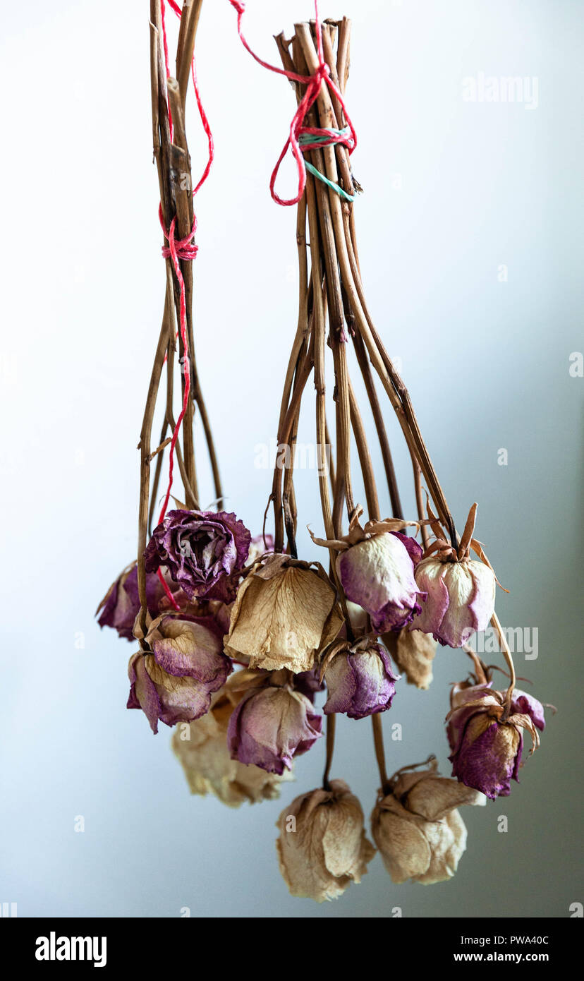 Toten Blumen hängend Kopfüber, London, England, UK. Stockfoto