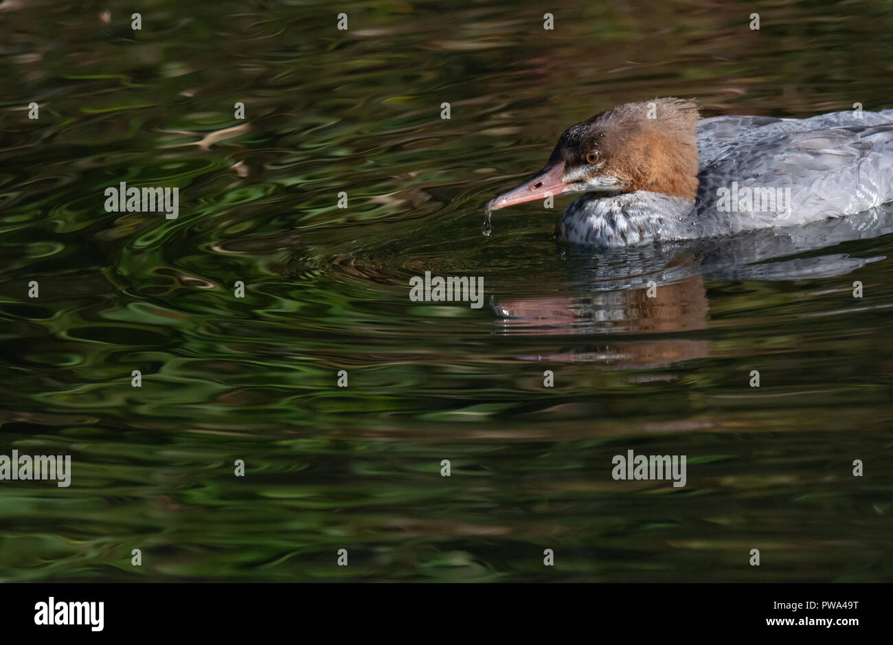 Merganser Ente mit Wasser tropft vom Schnabel Stockfoto