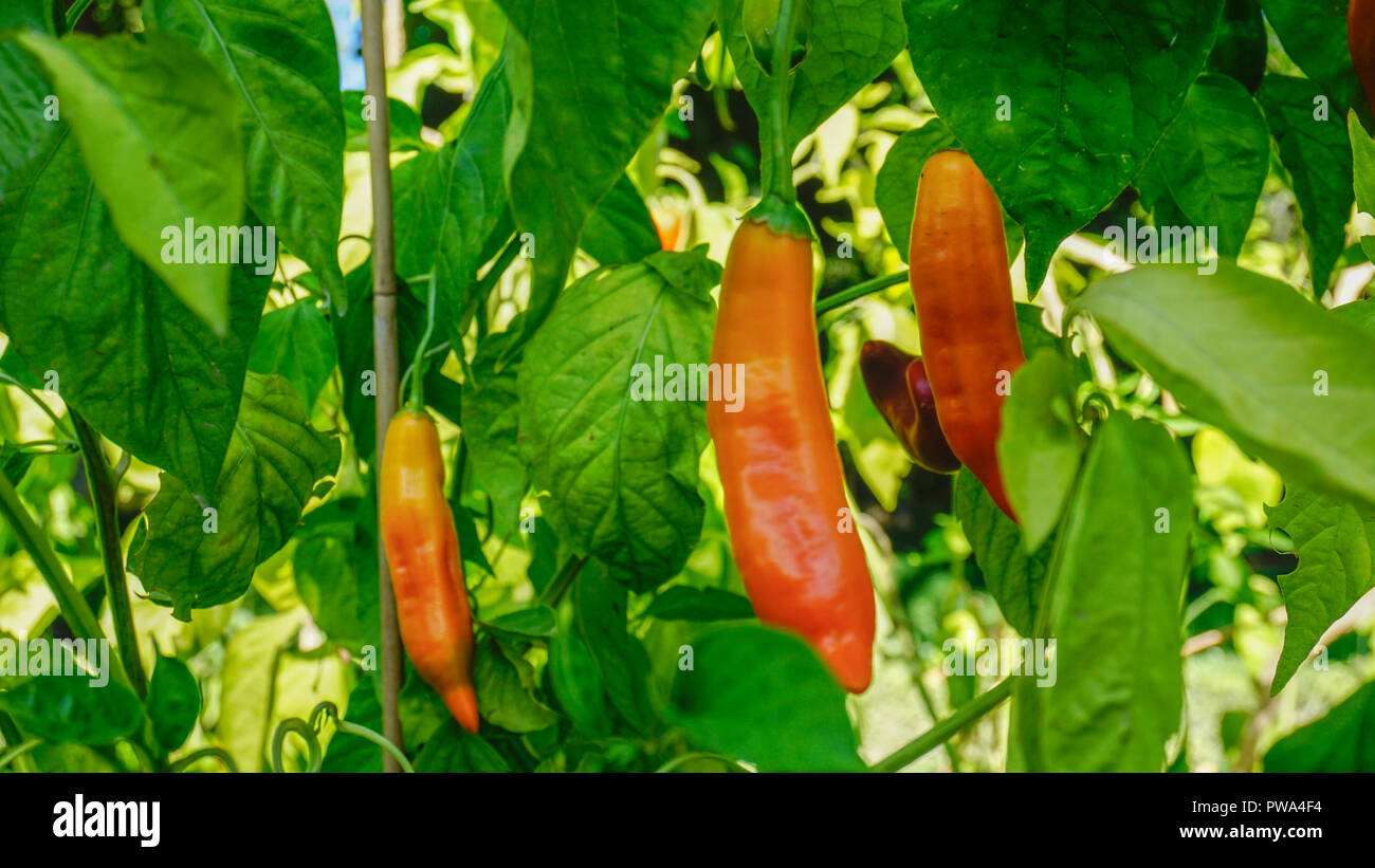 Aji Gelb Chili closeup 2. Stockfoto