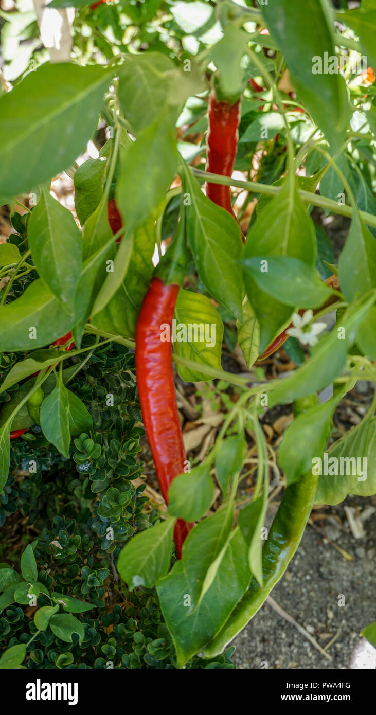 Thai chili peppers closeup 1. Stockfoto