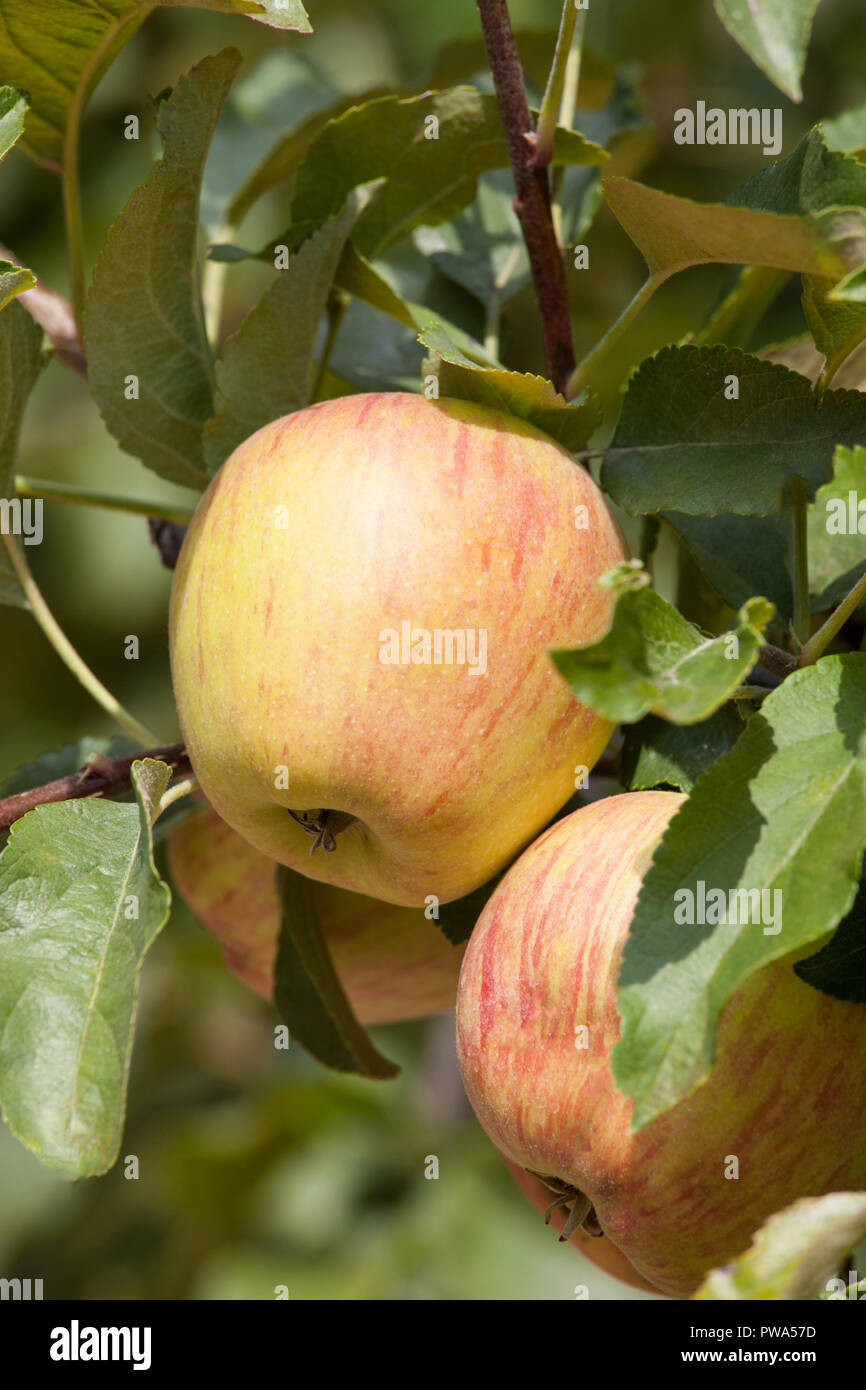 Reife äpfel, die durch die Branche hung Stockfoto