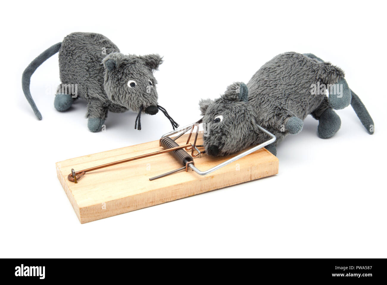 Maus gefangen in Mausefalle vor weißem Hintergrund Stockfoto