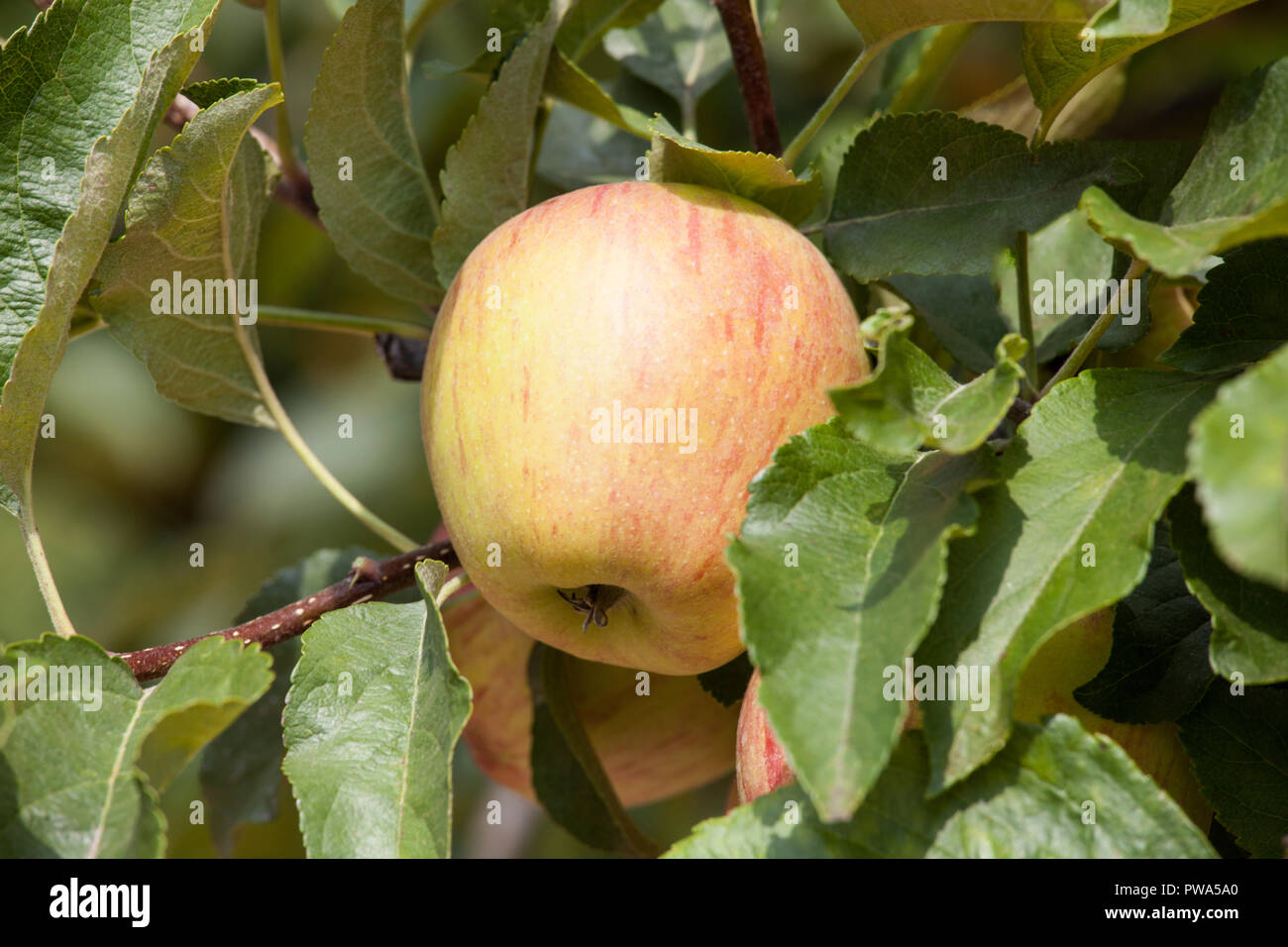 Reife äpfel in der Filiale von einem Apfelbaum Stockfoto
